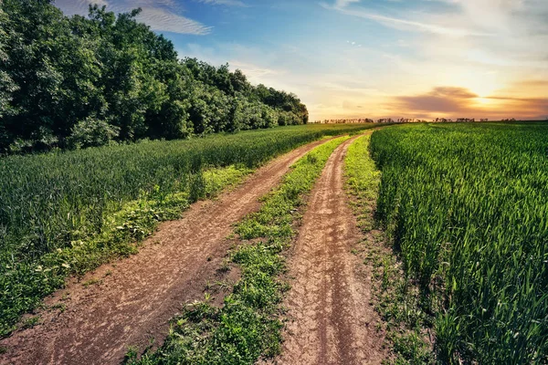 Landweg in veld met groen gras — Stockfoto