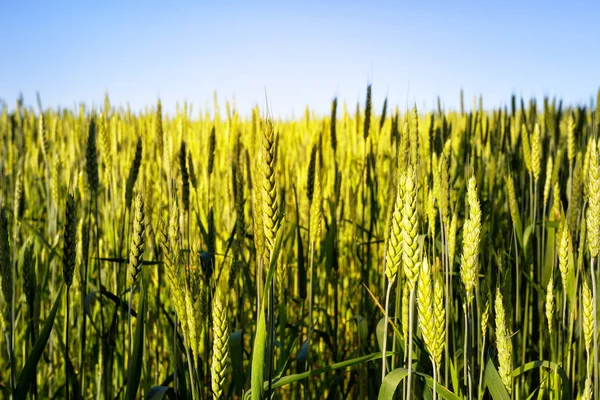 Espigas de trigo contra el cielo azul — Foto de Stock