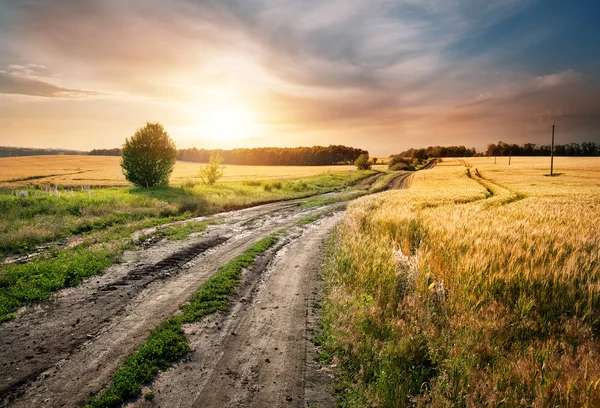 Camino de campo en un campo con espigas de trigo — Foto de Stock