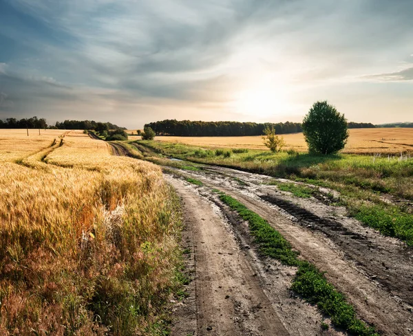 Landsväg i fältet med öron av vete — Stockfoto