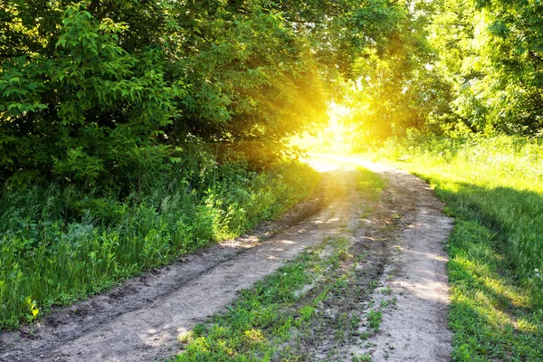Landweg in het forest naar de zon — Stockfoto