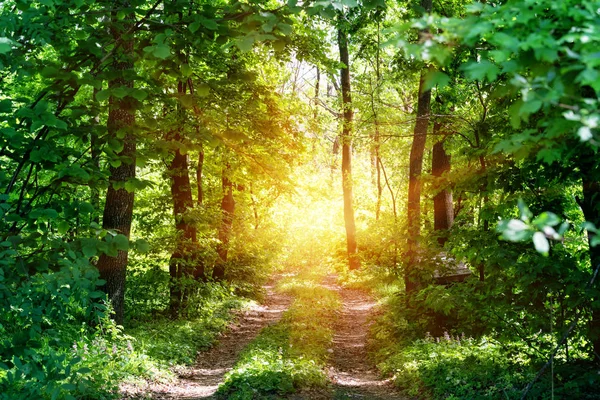 Country road to the sun in summer forest — Stock Photo, Image