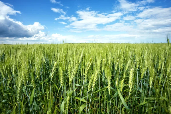 Hojas verdes de trigo bajo el cielo azul — Foto de Stock