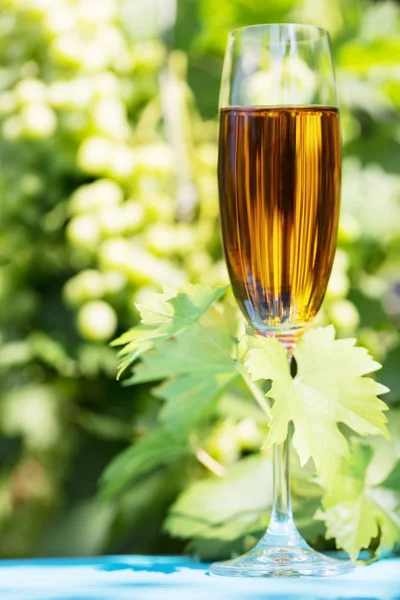 Copo de vinho na videira — Fotografia de Stock