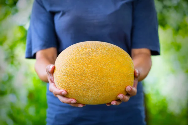 Melão nas mãos de mulher agricultora — Fotografia de Stock