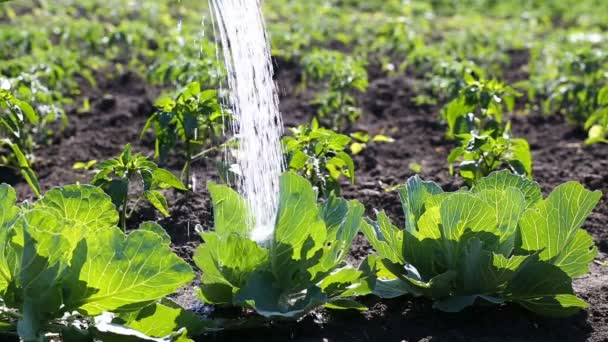 Watering cabbage in the garden in summer — Stock Video