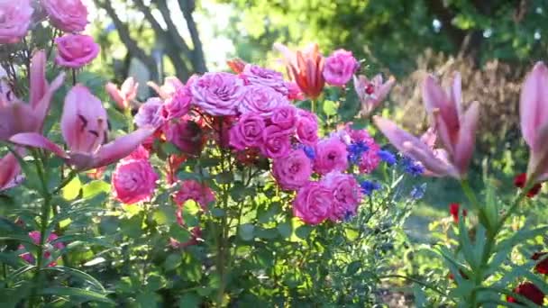 Wiersz z jasnych kwiatów w ogrodzie — Wideo stockowe