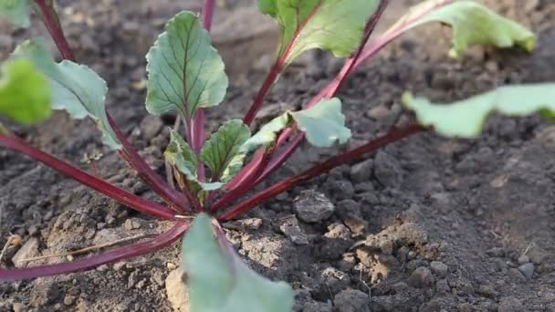 Womens handen trekken de bieten uit de grond — Stockvideo