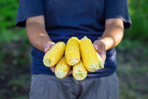 Жінка фермер тримає кукурудзяні сиськи в руках — стокове фото