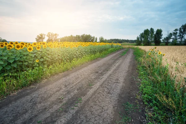 Country road among sunflowers — Stock Photo, Image