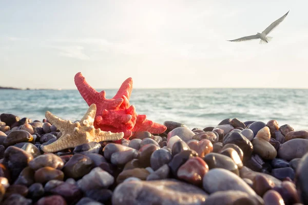 Estrella de mar en la orilla del mar — Foto de Stock