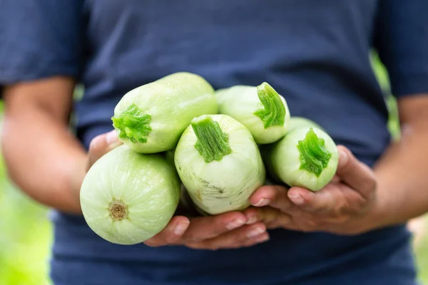 Zucchini-Ernte in den Händen einer Bäuerin — Stockfoto