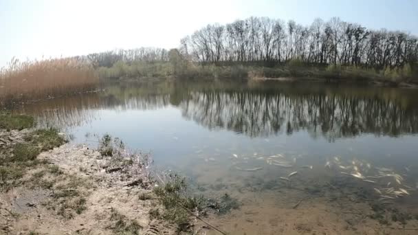 Panorama de la orilla del lago con peces muertos — Vídeos de Stock