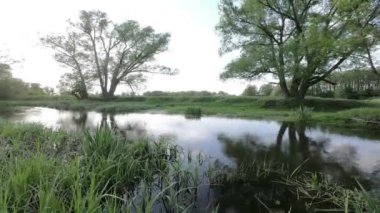 Yeşil ağaçlar arasında akan nehir