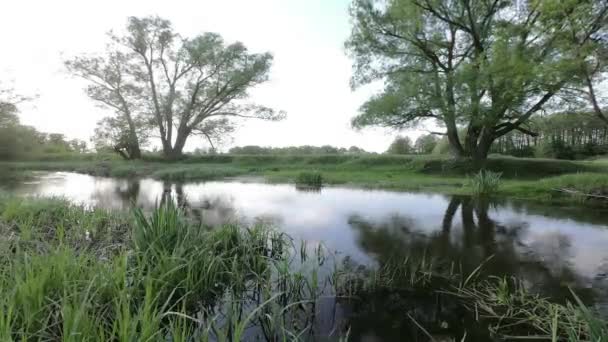 Река течет среди зеленых деревьев — стоковое видео