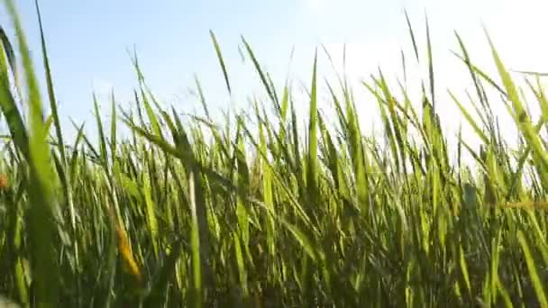 L'herbe verte se balance sous le vent sur le terrain