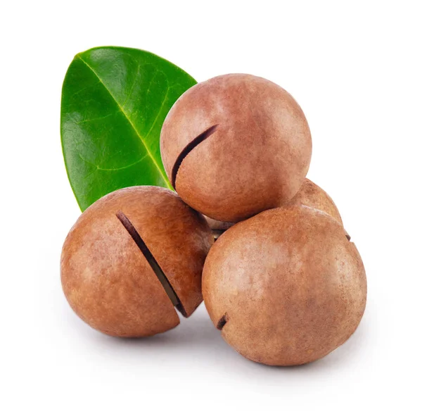 Australijska nakrętka macadamia z zielonym liściem — Zdjęcie stockowe