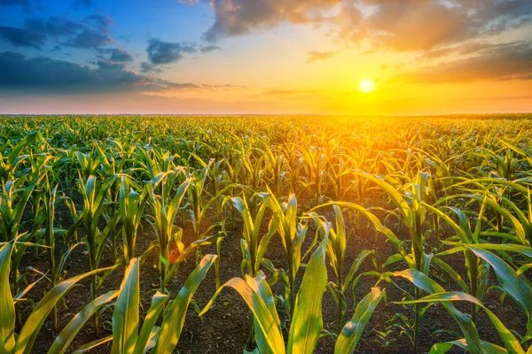 Kukuřičné pole při západu slunce s jasným sluncem — Stock fotografie