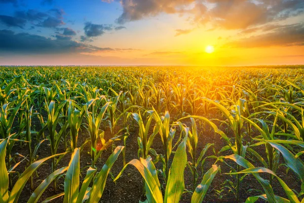 Maisfeld bei Sonnenuntergang mit heller Sonne — Stockfoto