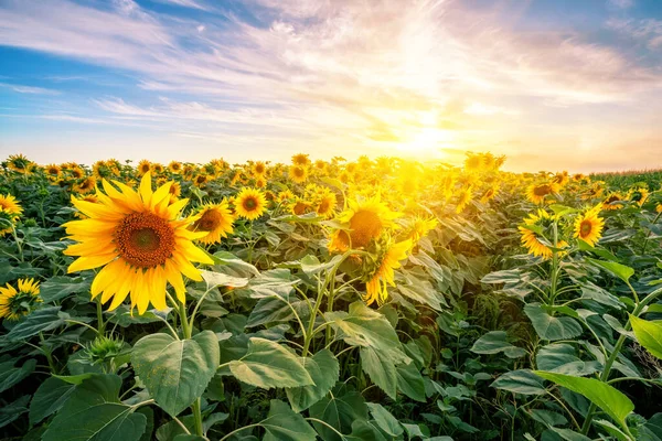 Sonnenblumenfeld bei Sonnenuntergang unter heller Sonne — Stockfoto