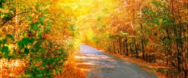 Sonbahar ormanında yol