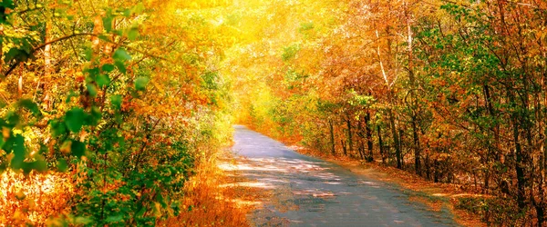 Strada nella foresta autunnale — Foto Stock