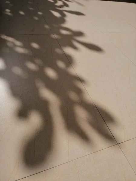 Ein Verschwommener Schatten Von Pflanzenblättern Auf Dem Boden — Stockfoto