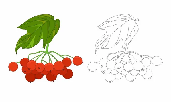 guelder gül illüstrasyon boyama