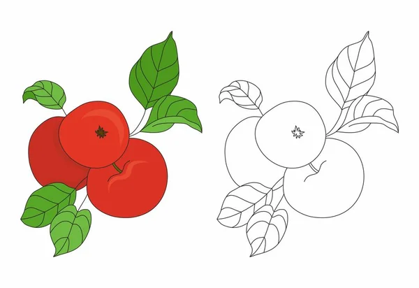 Mela Frutta Immagine Colorazione — Vettoriale Stock