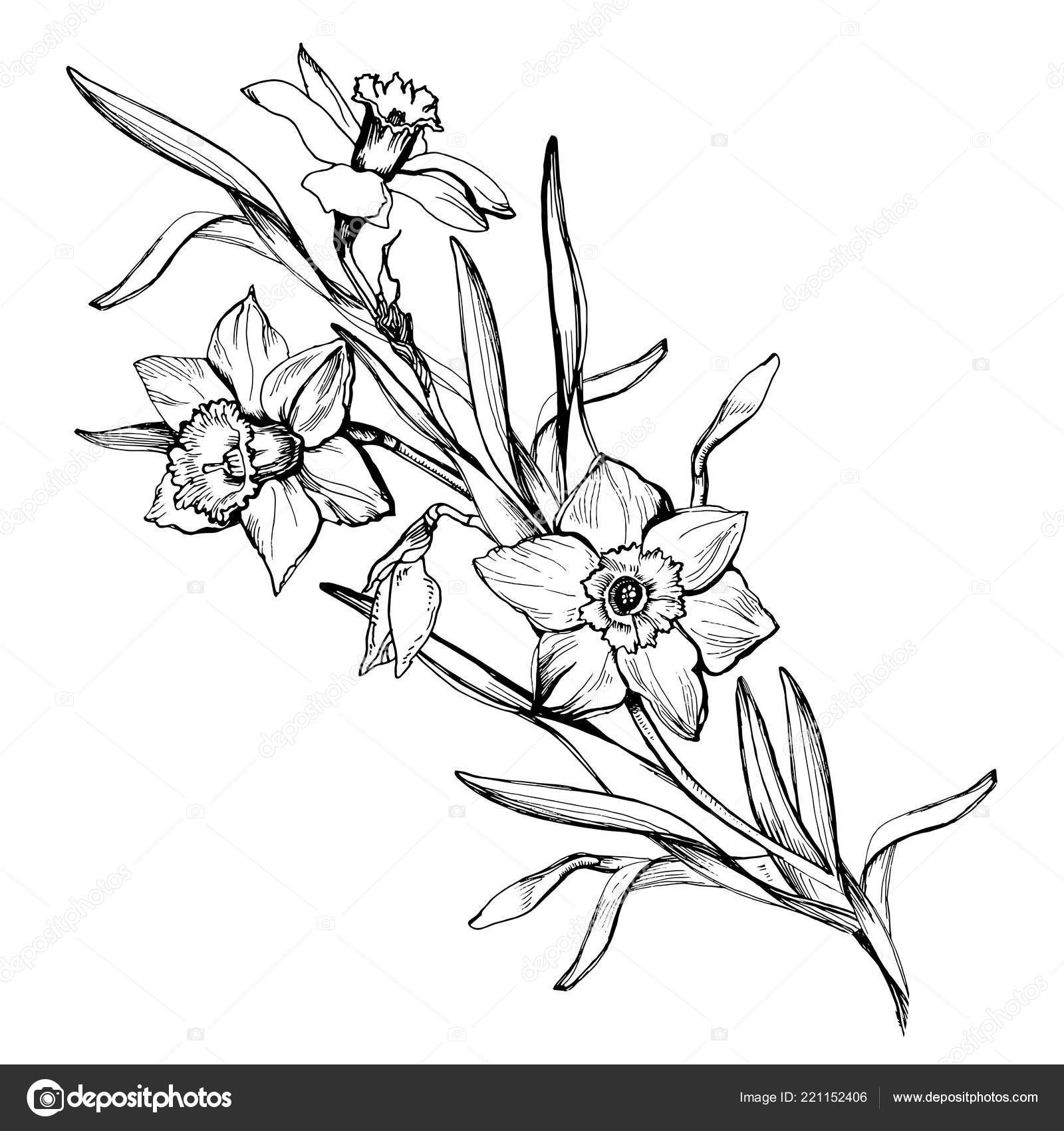 Isolated branch of hand drawn flowers daffodils, narcissus. Stock