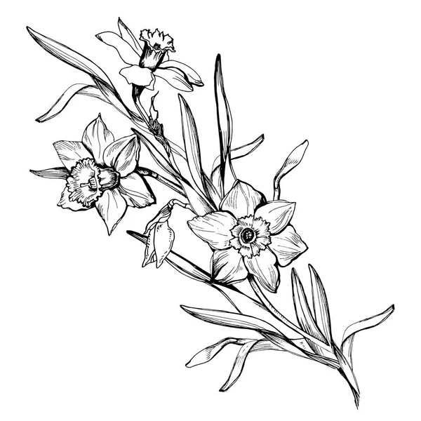 Isolierter Zweig von handgezeichneten Blumen Narzissen, Narzissen. — Stockvektor