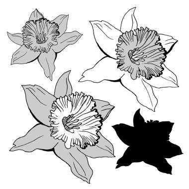 Çiçekler beyaz izole nergis ile gerçekçi el çizilmiş kroki.