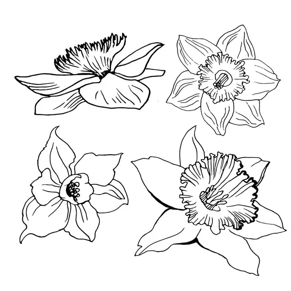 Realistische handgezeichnete Skizze mit Blumen Narzissen isoliert auf weiß. — Stockvektor