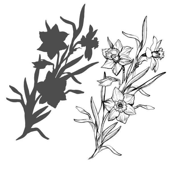 Fleurs dessinées à la main réalistes jonquilles, narcisses isolées sur blanc . — Image vectorielle