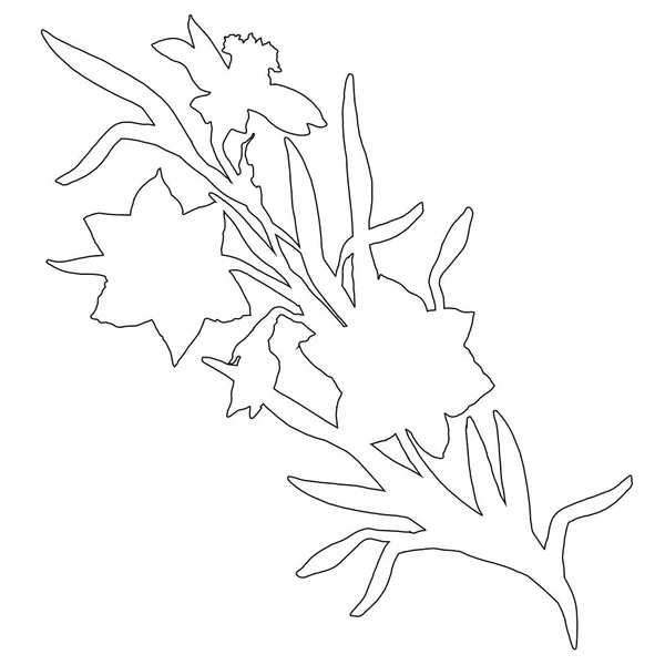 Botaniska konturen av handritad blommor påskliljor, narcissus isolerad på vit — Stock vektor