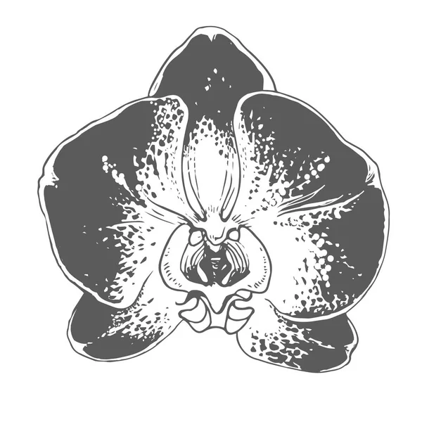 Flor de orquídea aislada oh bacground blanco . — Vector de stock