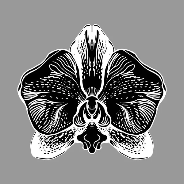 Квітка орхідеї ізольована о-білий фон . — стоковий вектор