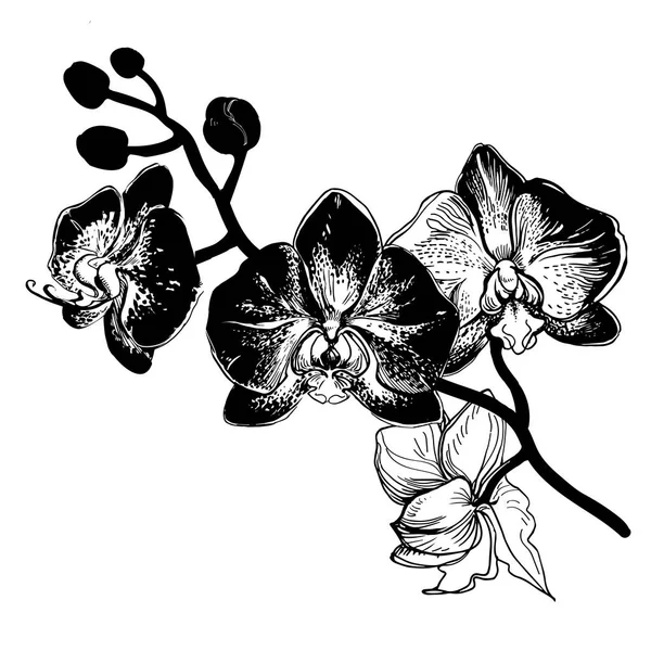 Schizzo disegnato a mano con ramo di fiori Orchidea . — Vettoriale Stock