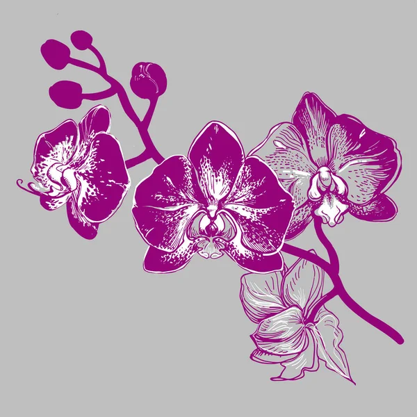 Handritade blommor orkidé skiss med grenen av fllowers. — Stock vektor