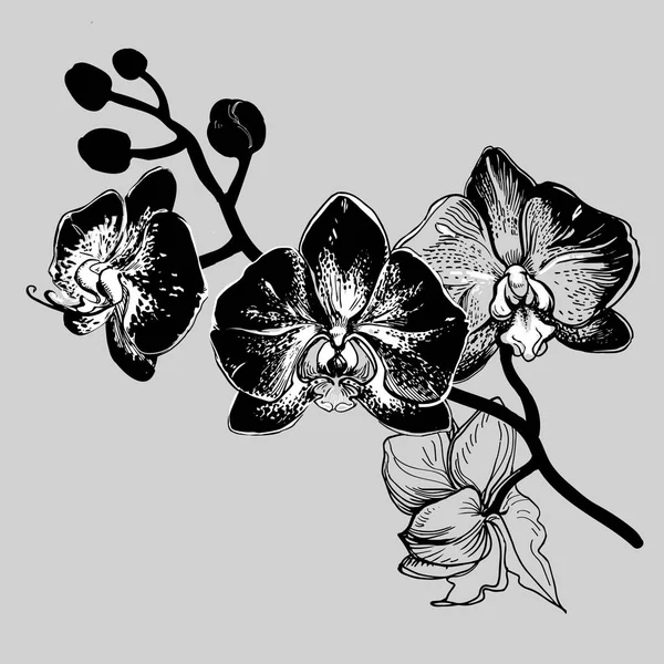 Fiori disegnati a mano Schizzo del Orchid con il ramo . — Vettoriale Stock