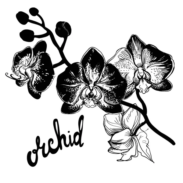 Beyaz arka plan üzerinde izole el çizilmiş benekli orkide çiçekleri