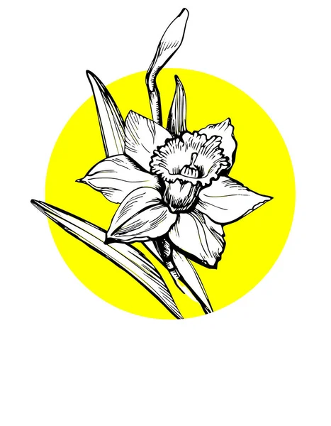 Cartão de saudação floral com flor de Daffodil isolada em branco —  Vetores de Stock