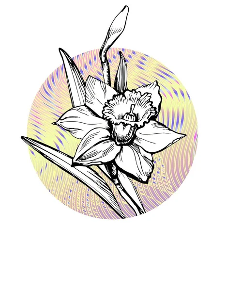 Botanique fleur dessinée à la main Narcisse sur forme ronde jaune . — Image vectorielle