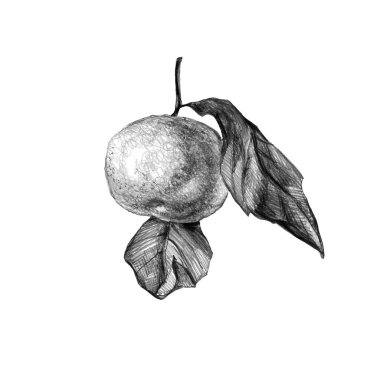  Kalem çizimi. Mandalina ve yapraklar beyaz üzerine izole.