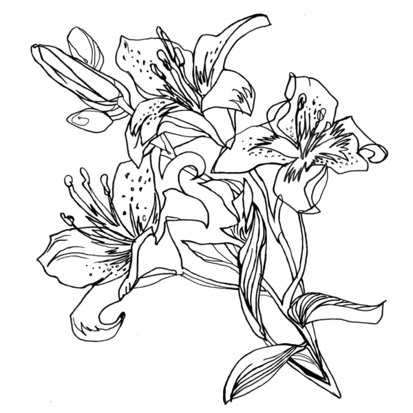 Lily kwiaty zarys ręcznie rysowane bukiet izolowany na białym. — Zdjęcie stockowe