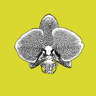 Beyaz arka planda izole edilmiş orkide çiçeğinin egzotik dokulu cilvesi..