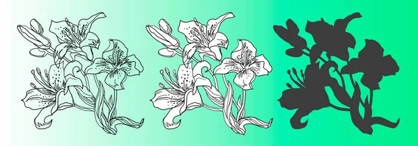 Set van geïsoleerde design elementen van Lily bloemen. — Stockvector