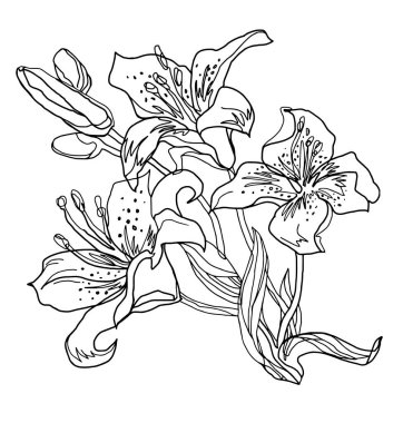 Lily 'nin çiçekleri beyaza izole edilmiş. Hızlı vektör çizimi.