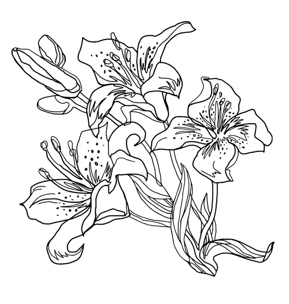 Lily 'nin çiçekleri beyaza izole edilmiş. Hızlı vektör çizimi.