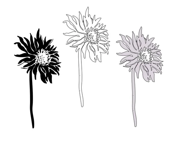 Set voller Blüten Blumen und Stängel Chrysantheme isoliert auf weiß. — Stockvektor